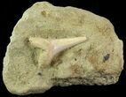 Mako Shark Tooth Fossil On Rock - Bakersfield, CA #68996-1